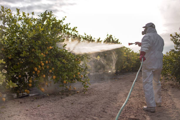 Best Affordable Pest Control Services  in Pine Level, AL