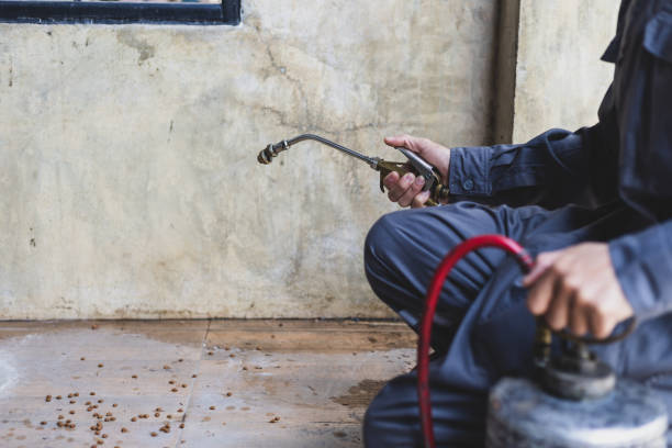 Best Wasp Removal Services  in Pine Level, AL
